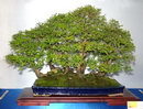 Ulmus Parvifolia Bonsai